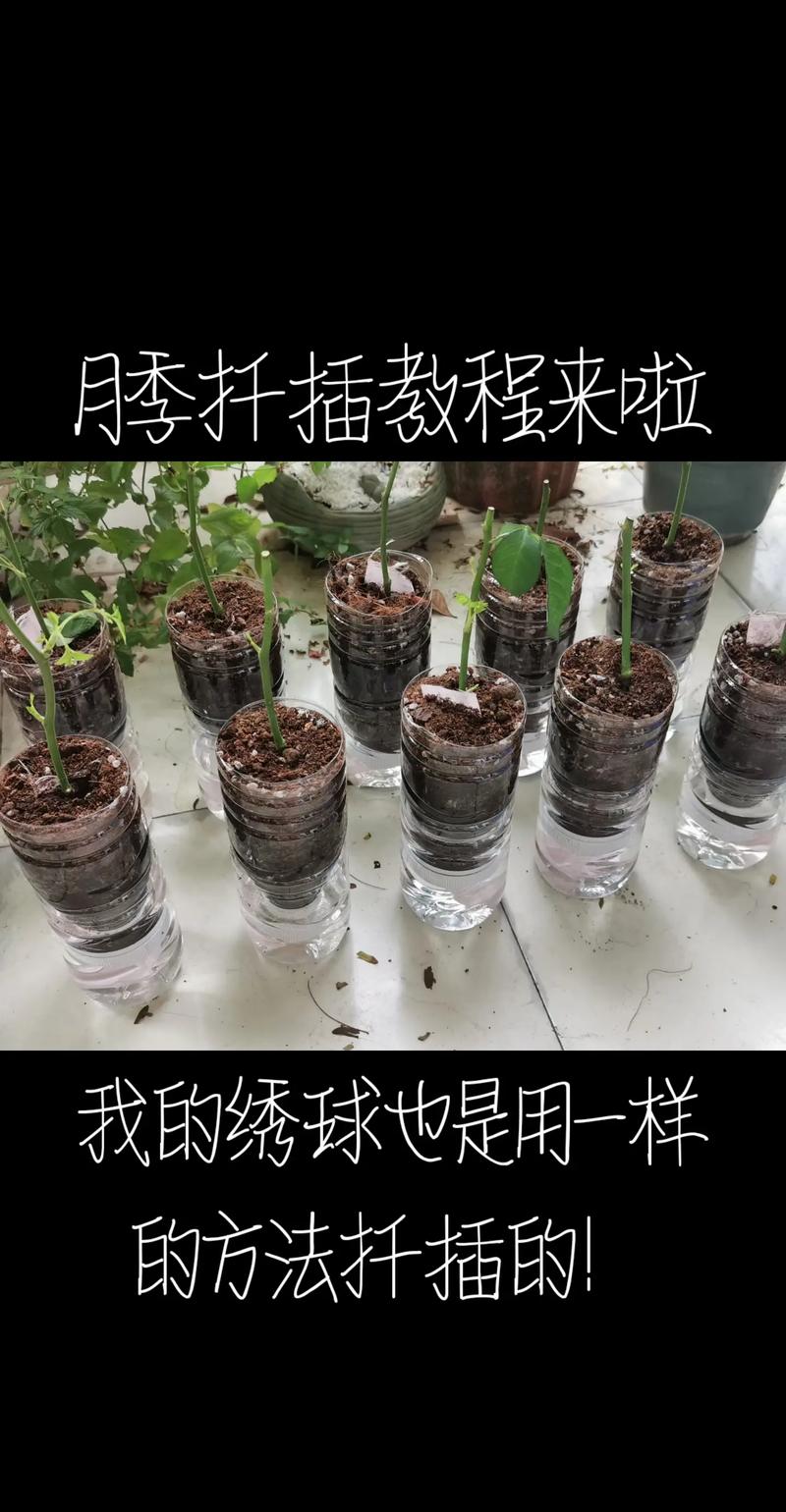 小月季什么时候扦插