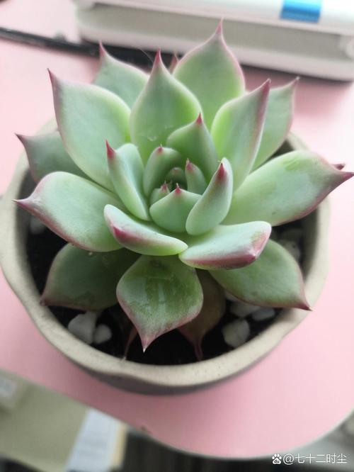 多肉枯萎了还能活吗