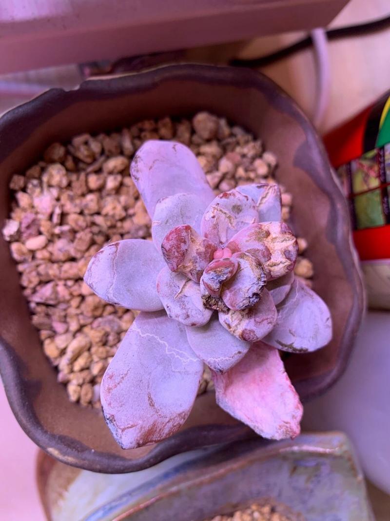 多肉枯萎了还能救活吗