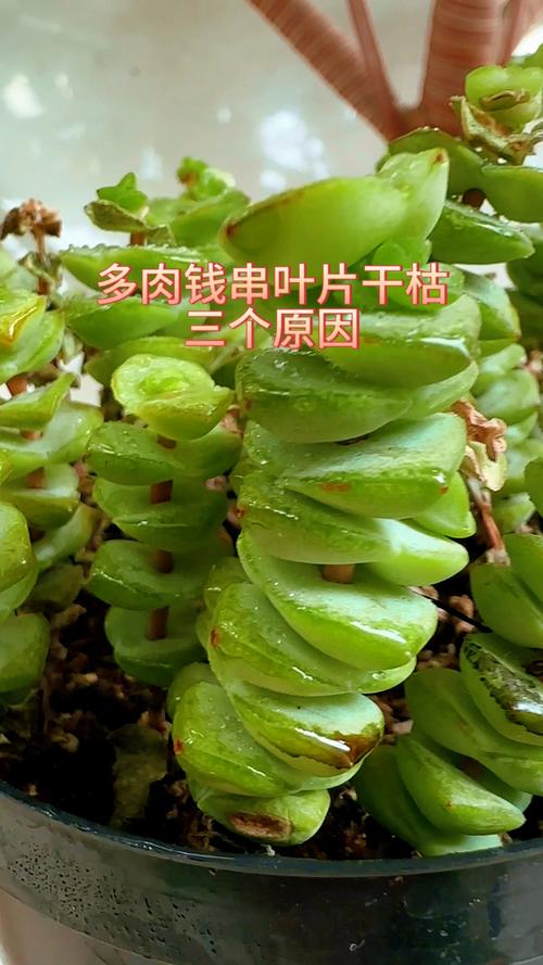 钱串下面干枯了还能活吗