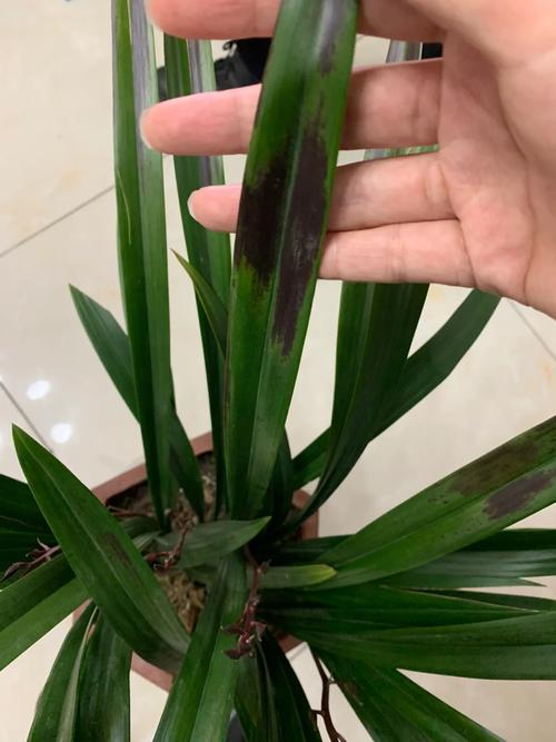 墨兰的叶子发黑是什么意原因呢