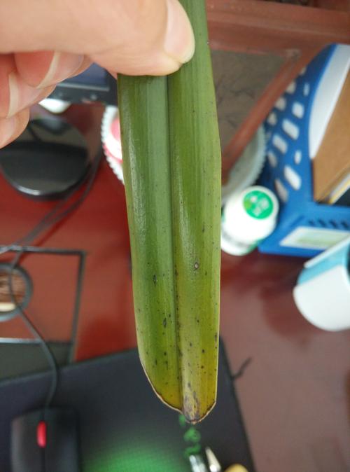 墨兰的叶子为什么发黑