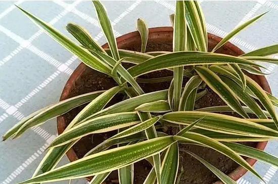 桑科植物叶片尖端发黑怎么办?