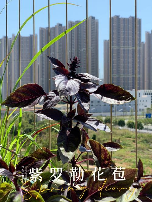 紫罗勒的种植方法