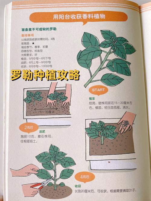 罗勒栽培技术
