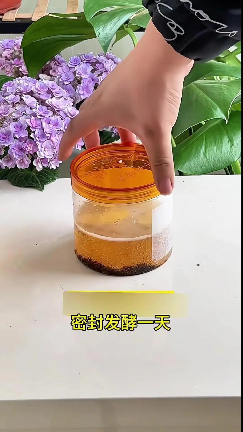 君子兰养护两大问题及解决办法？君子兰养护及管理办法？