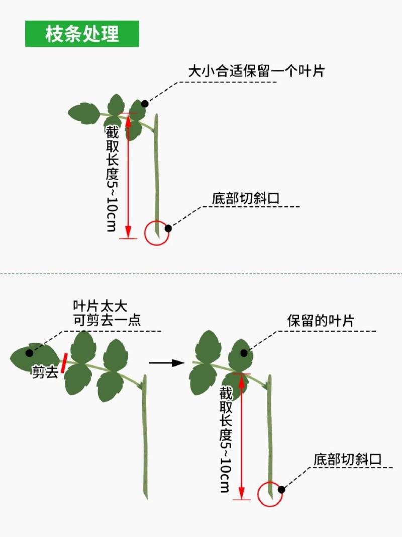 月季水插繁殖方法