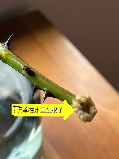 月季水插的快速生根法(用水扦插月季花的技术讲解)