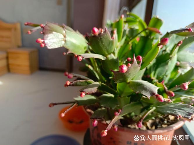 “蟹爪兰”冬日屋里做个小动作,长成老桩大不同,花苞满枝头!