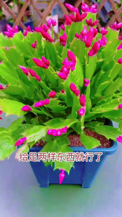 蟹爪兰花谢掉了,从哪里剪可以再开一次呢?