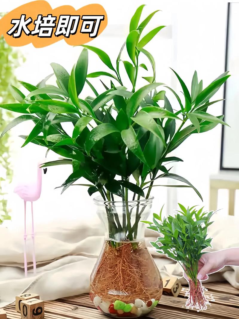 绿化又美观水培植物有哪些,最常见这70种