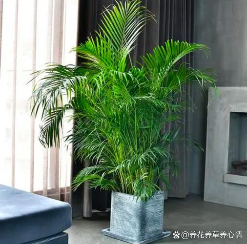 客厅养什么植物好?睡房养什么植物好?
