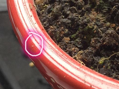 盆栽的花卉泥土里面有很多虫子,该怎么办?