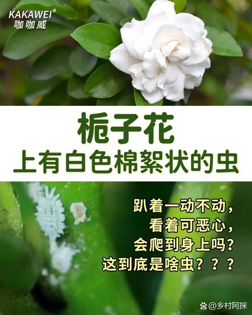 花长了腻虫怎么办