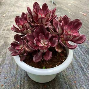 花儿也有被虫侵害的苦恼(龙骨花生虫怎么办)