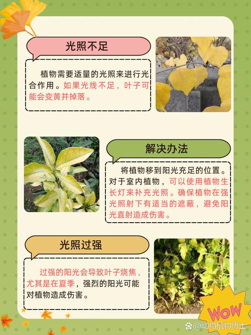 紫珍珠黄叶的原因和处理办法
