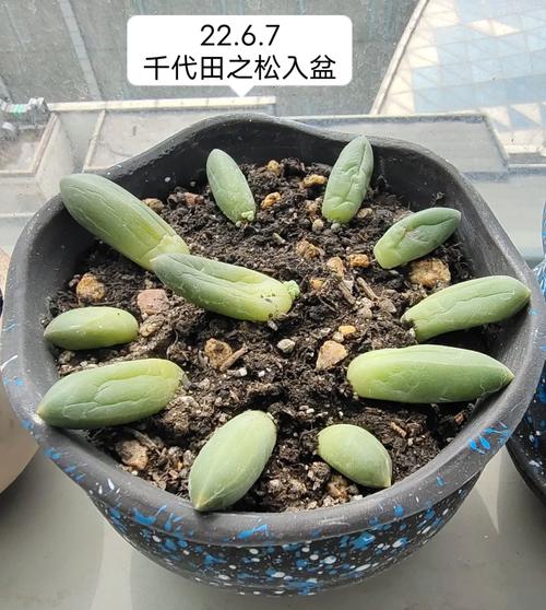 千代田之松叶子变皱变薄?看这里教你快速解决千代田之松叶子変皱变薄...