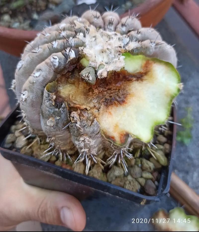 仙人球不开花的原因