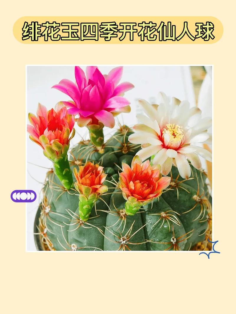 为什么仙人球花苞不开花?