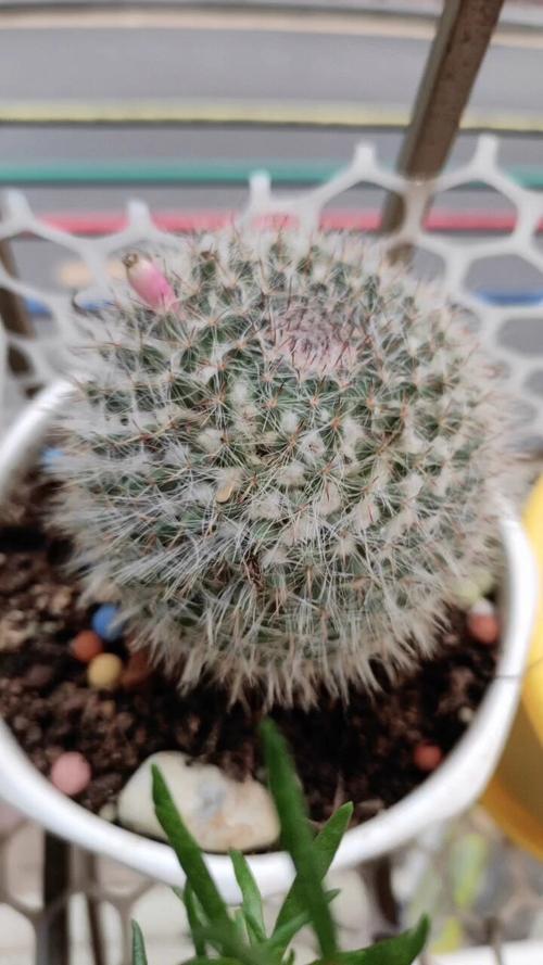 仙人球不开花是怎么回事