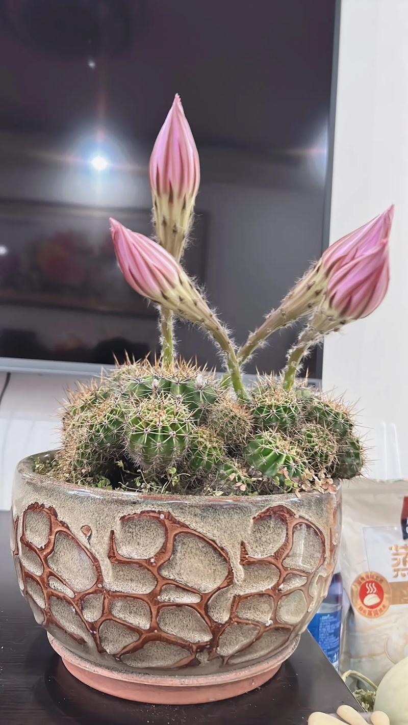 为什么我的仙人球不开花?