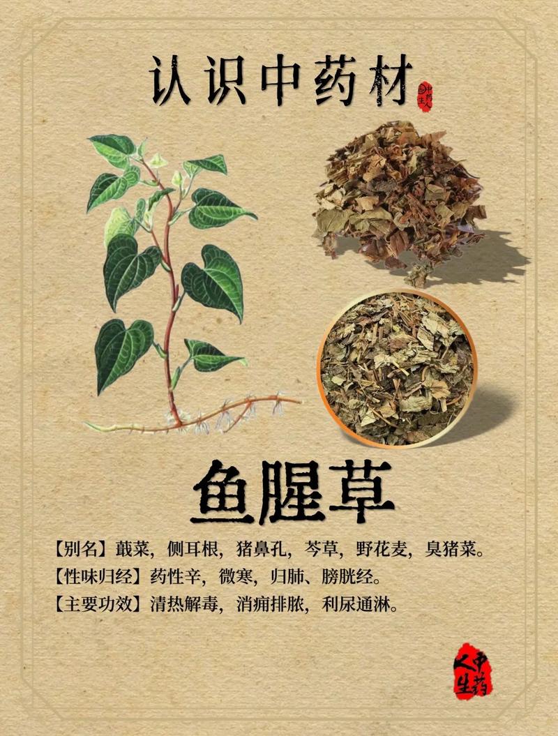 吃鱼腥草的禁忌