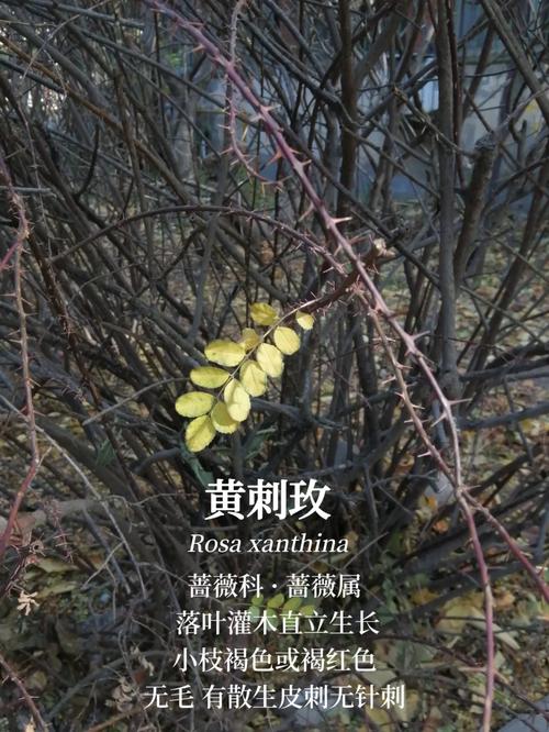 黄刺玫花期多久