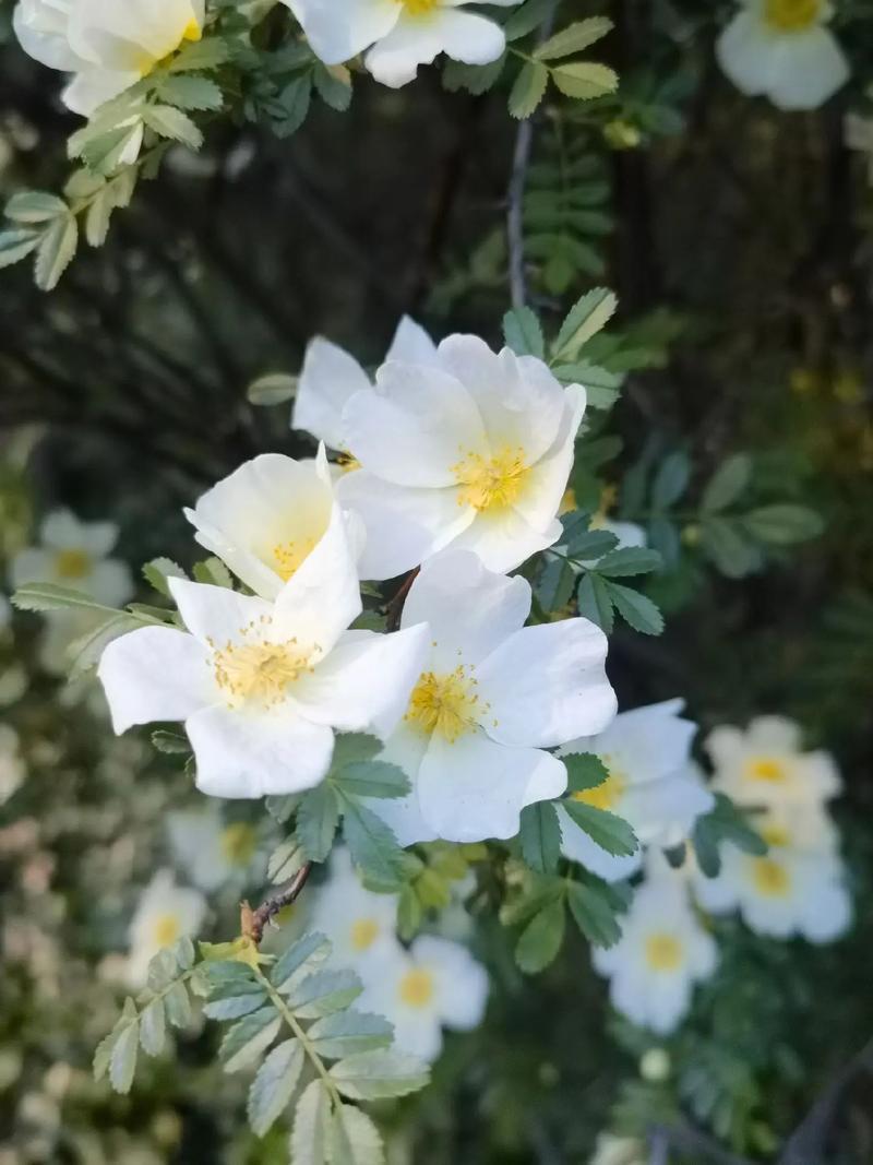 黄刺玫花期是什么时候