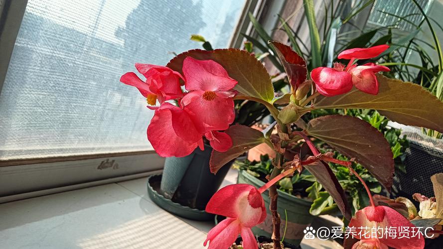 四季海棠的杆全倒了,花全掉了,怎么办?如何救?