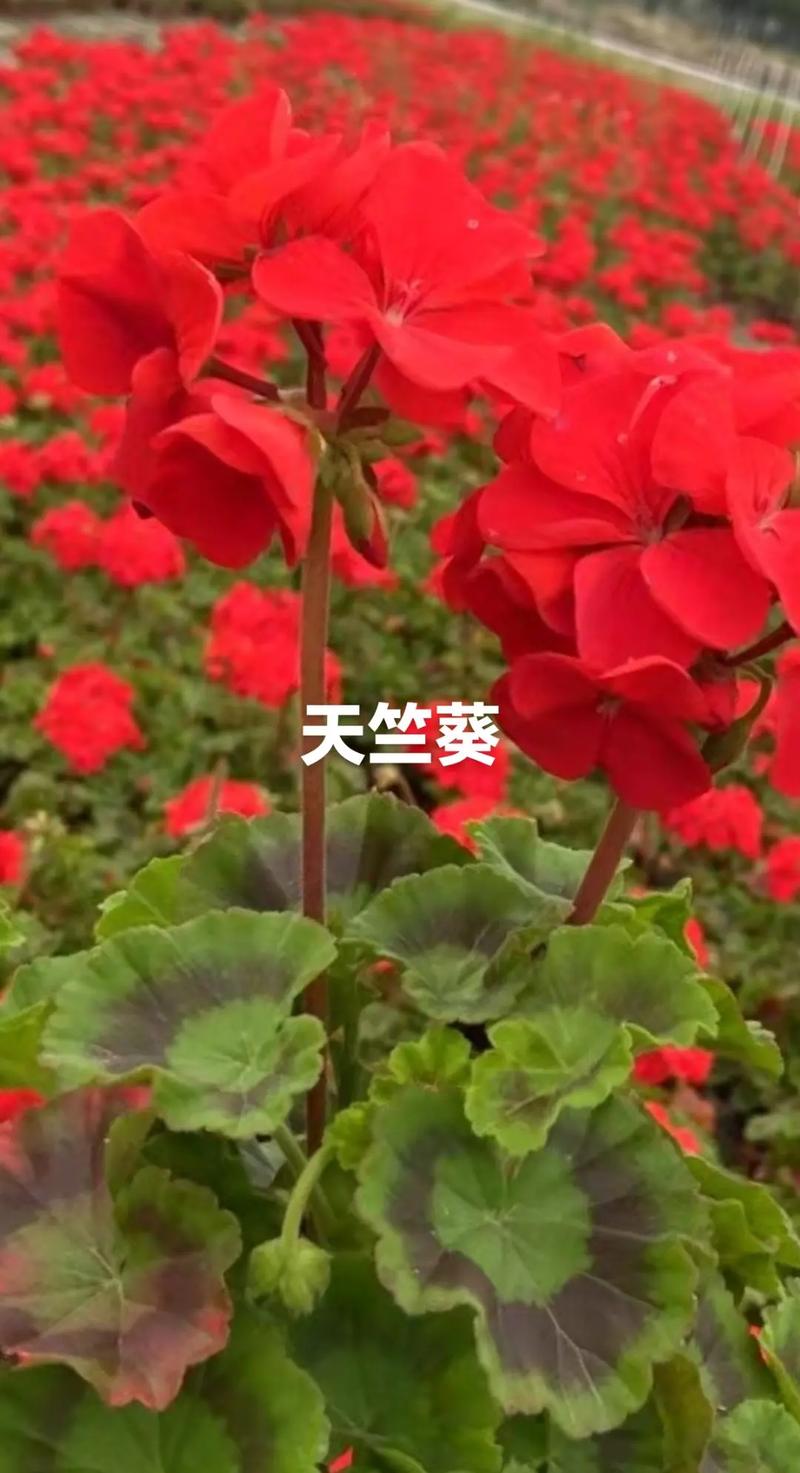 四季海棠掉花怎么办?