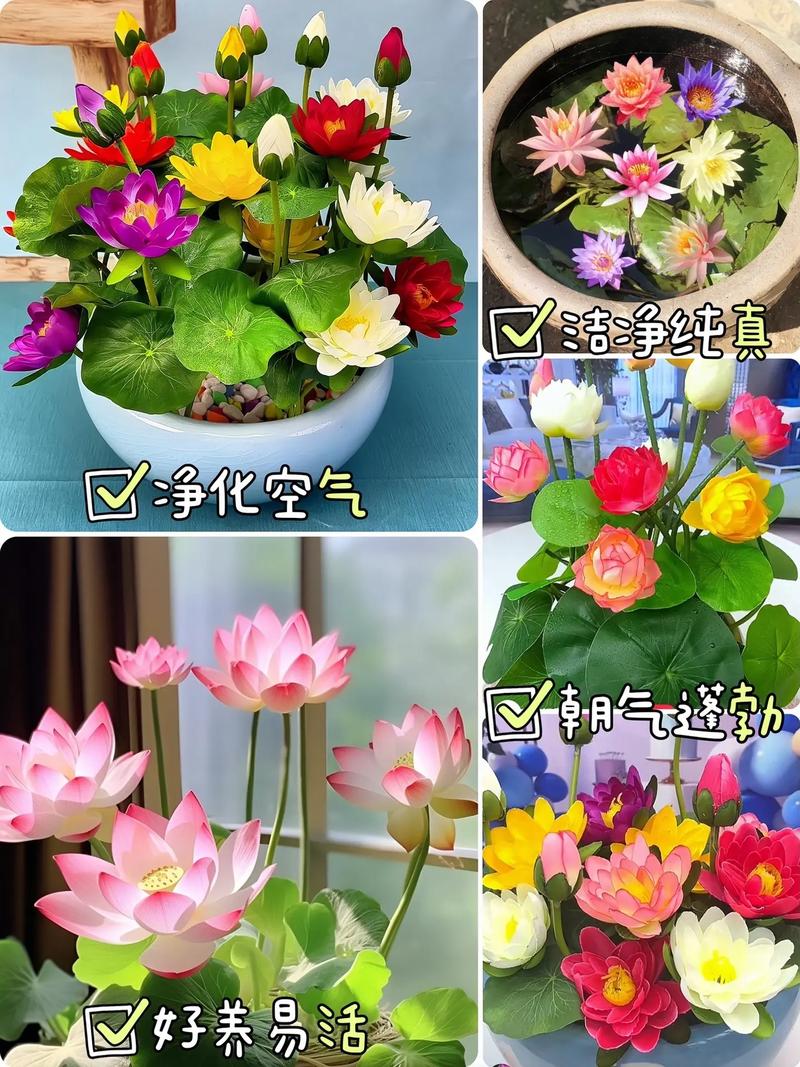 睡莲根可以全水养吗？睡莲根茎的种植方法水培？