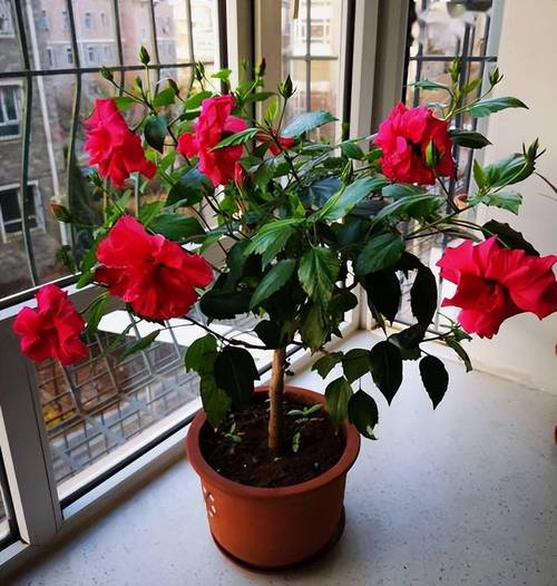 扶桑花有毒吗,可以放在室内养吗