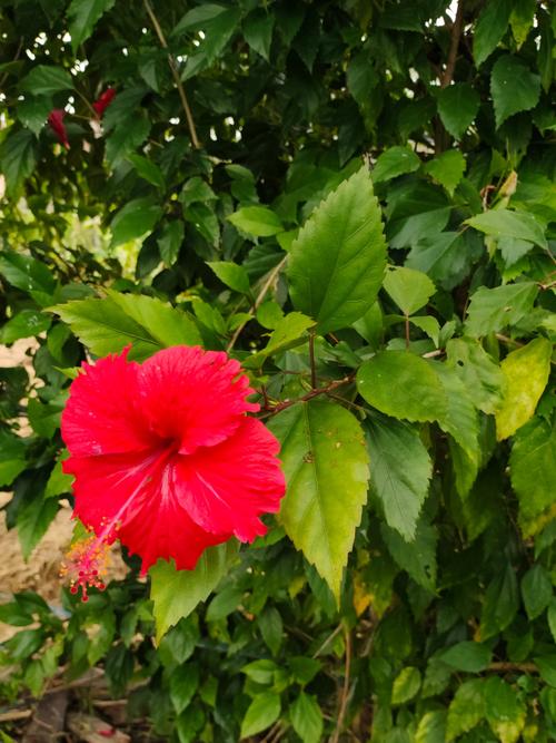 扶桑花有毒吗