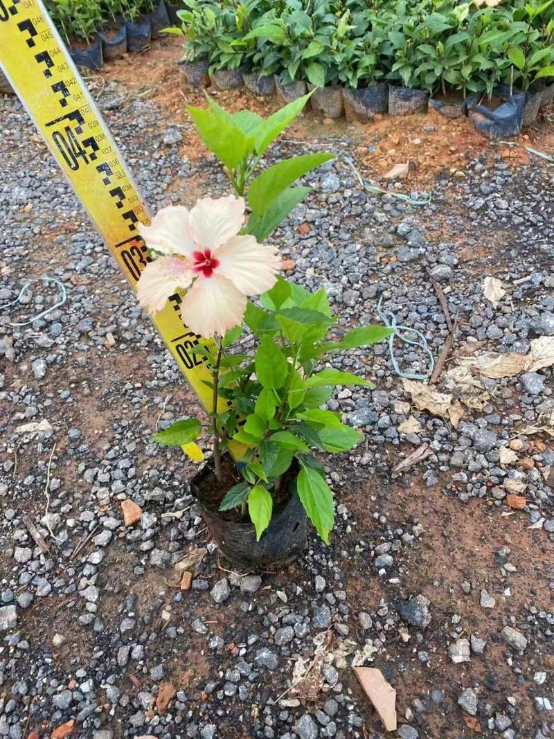 佛桑花对人身体有害吗