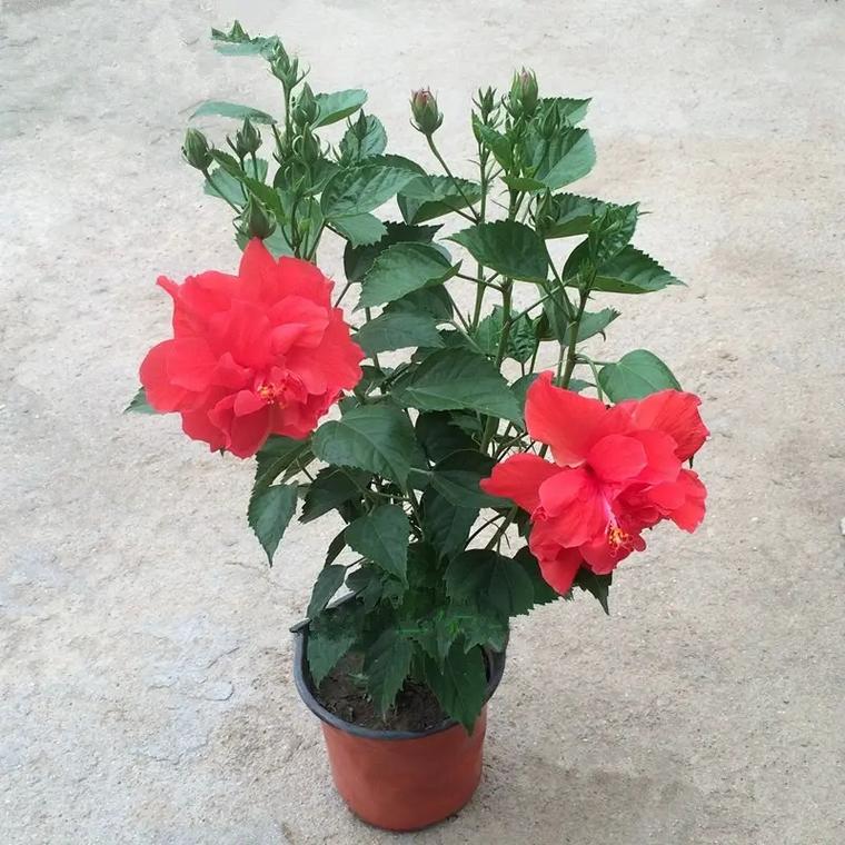 扶桑花怎么养家庭养法