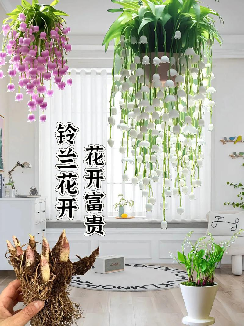 前十公认比较好闻的室内花香