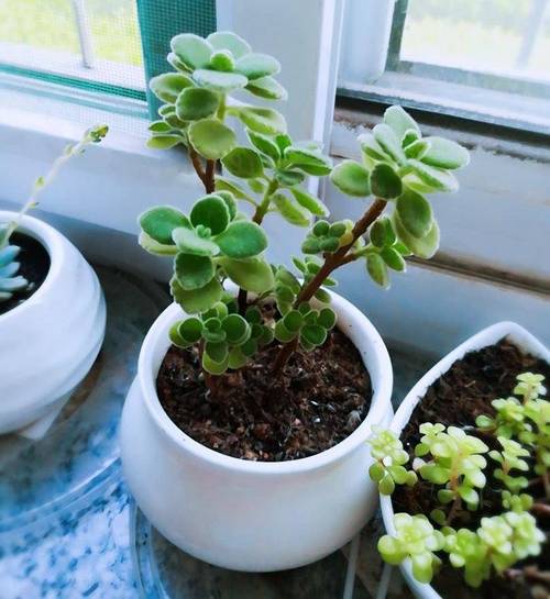 室内散发香气的植物