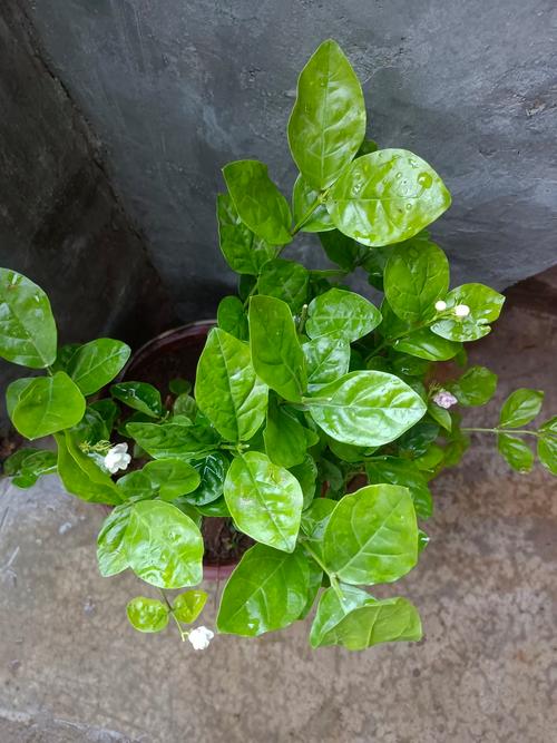 什么花香味道比较好闻