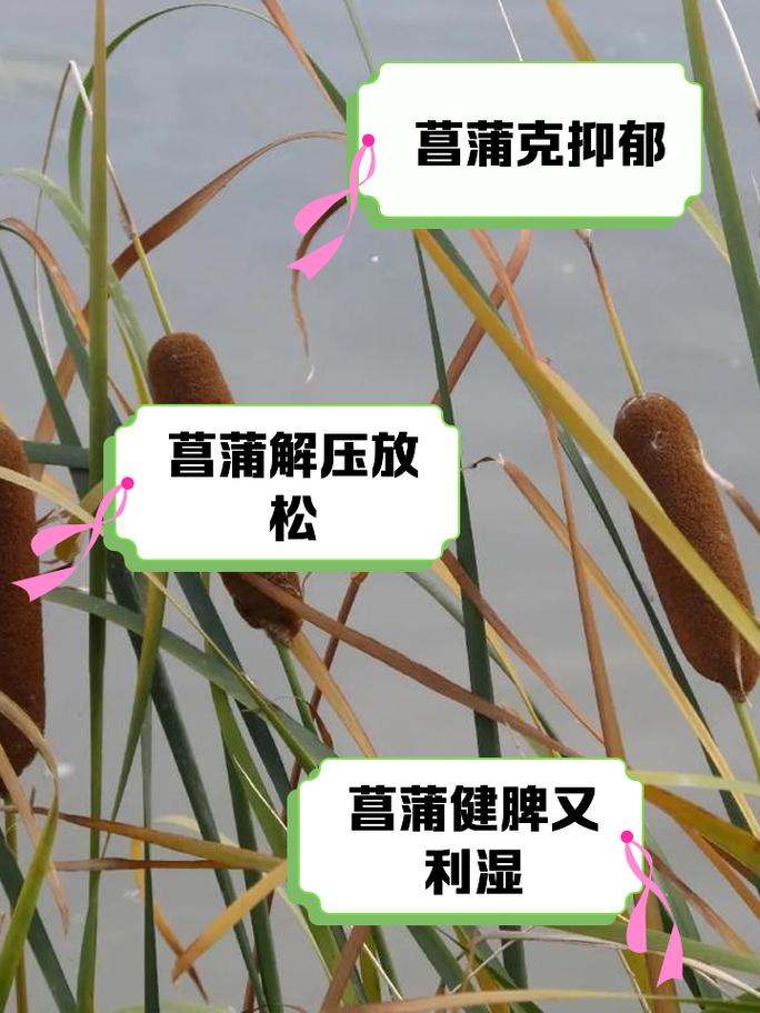 金钱蒲怎么养(金钱菖蒲有毒吗,可以放在室内养吗)