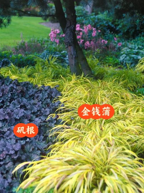 金钱蒲如何打理
