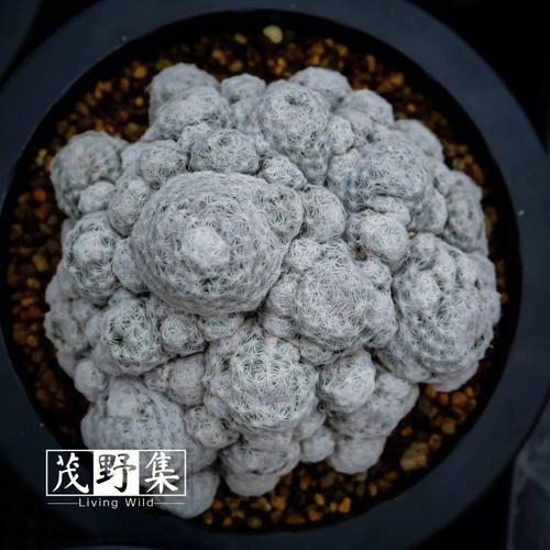如何让小玉爆头或群生