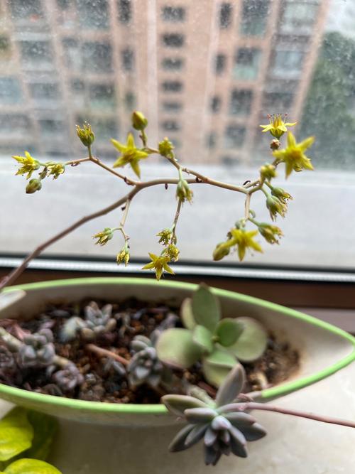 多肉开花后,赶紧咔嚓1刀,否则立马全死光!