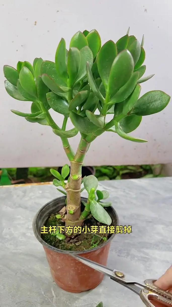 玉树怎么养