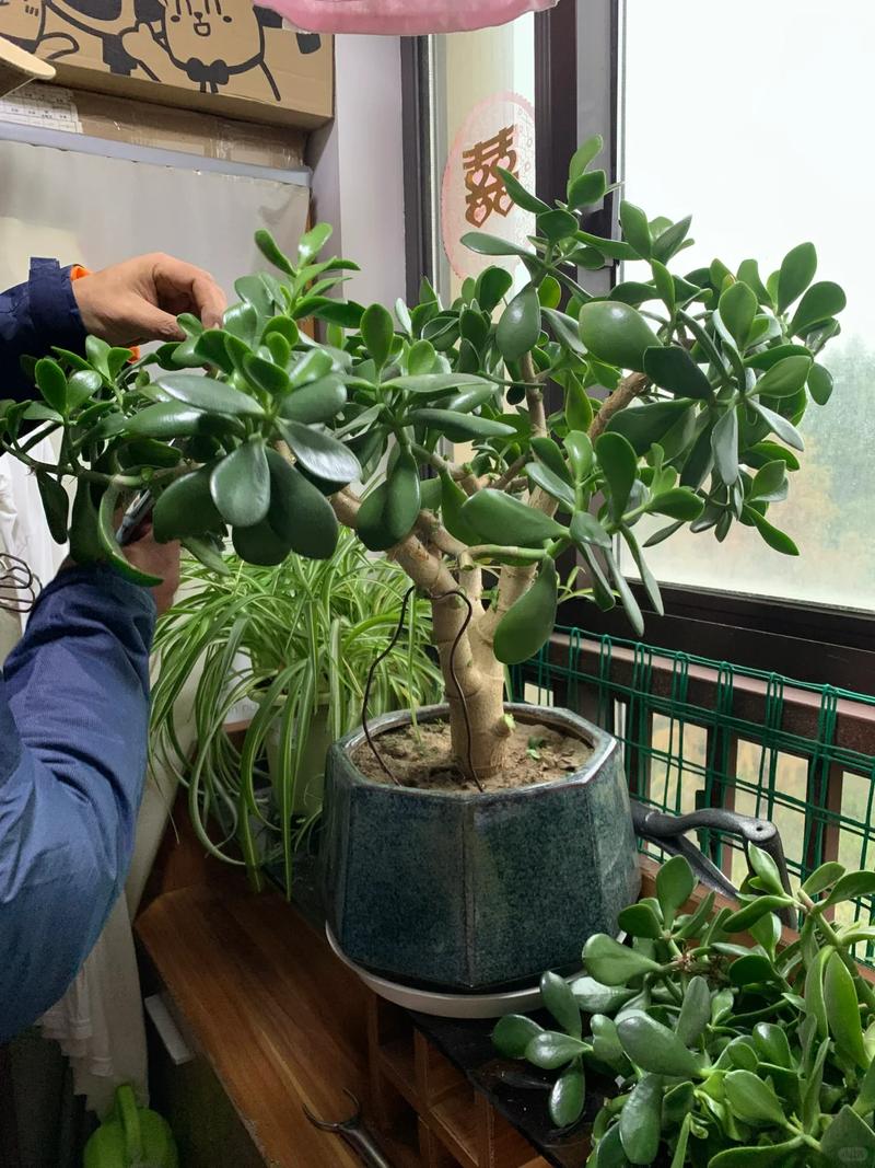 小玉的养殖方法