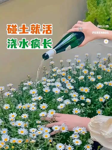 怎么区分白晶菊和雏菊