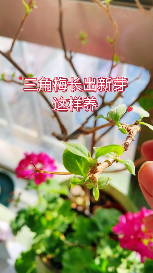 三角梅开完花后久久不长芽怎么办