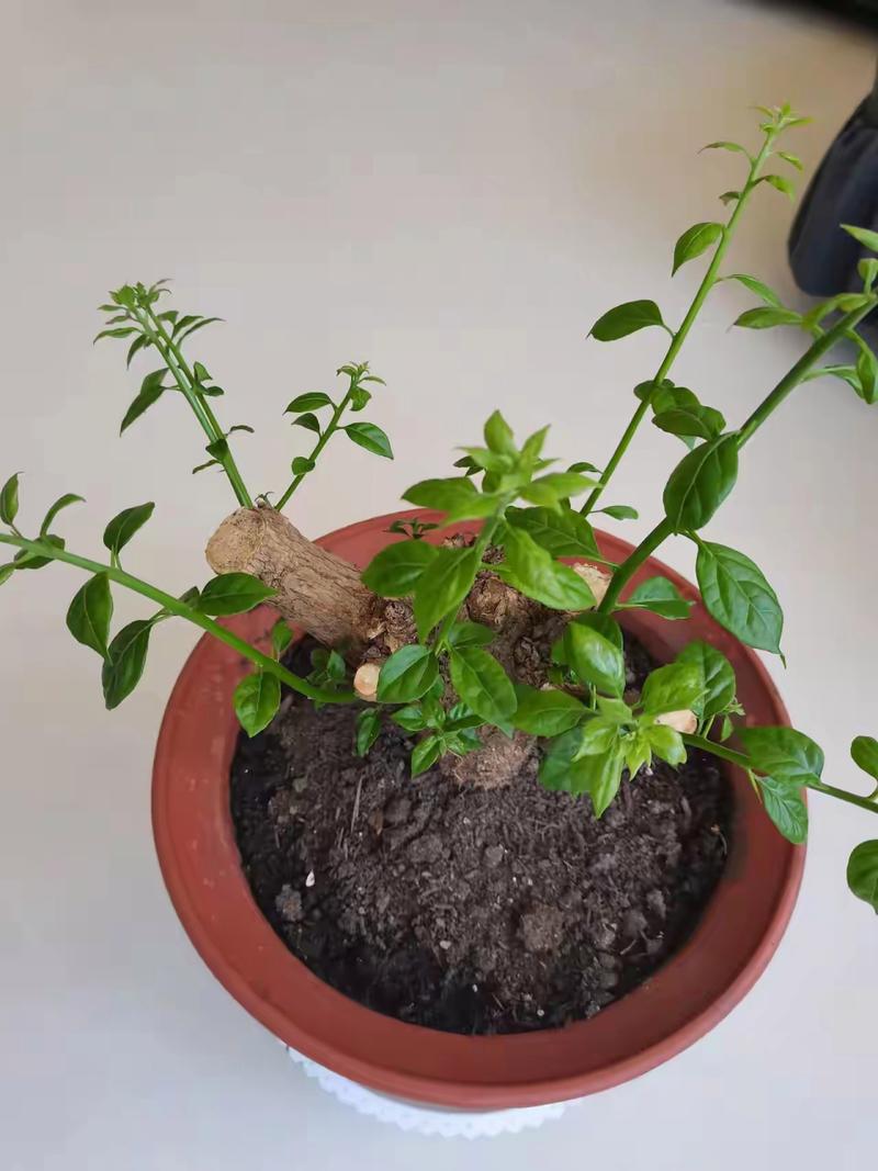 三角梅的老枝为什么不发新芽?