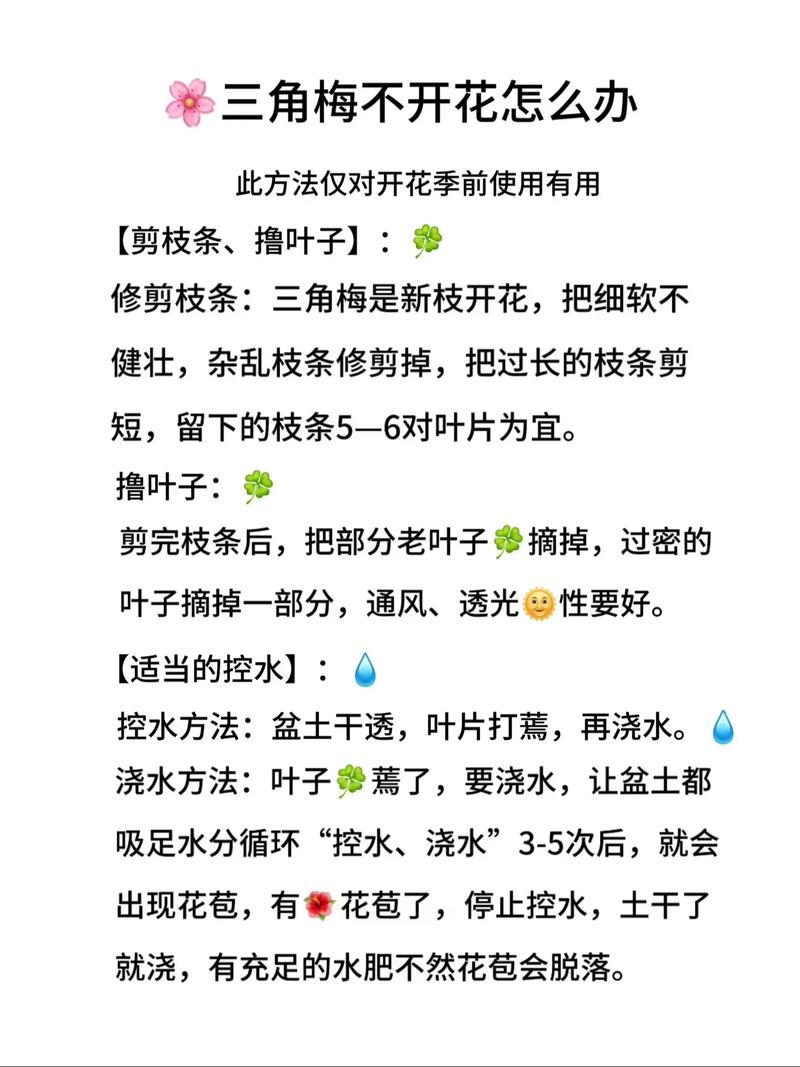 三角梅开花后很久不发芽怎么办?