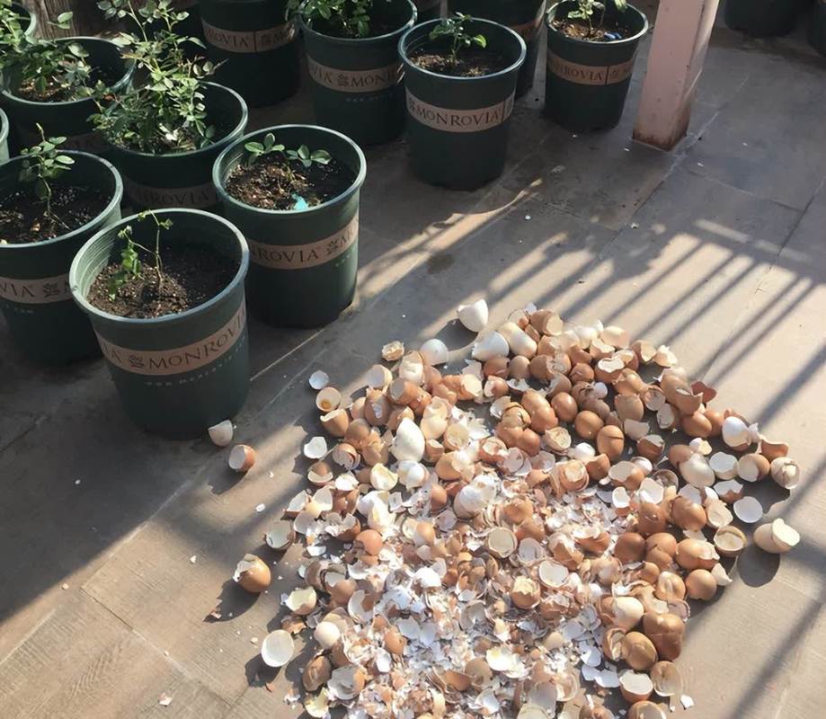 哪些花能用鸡蛋壳做花肥