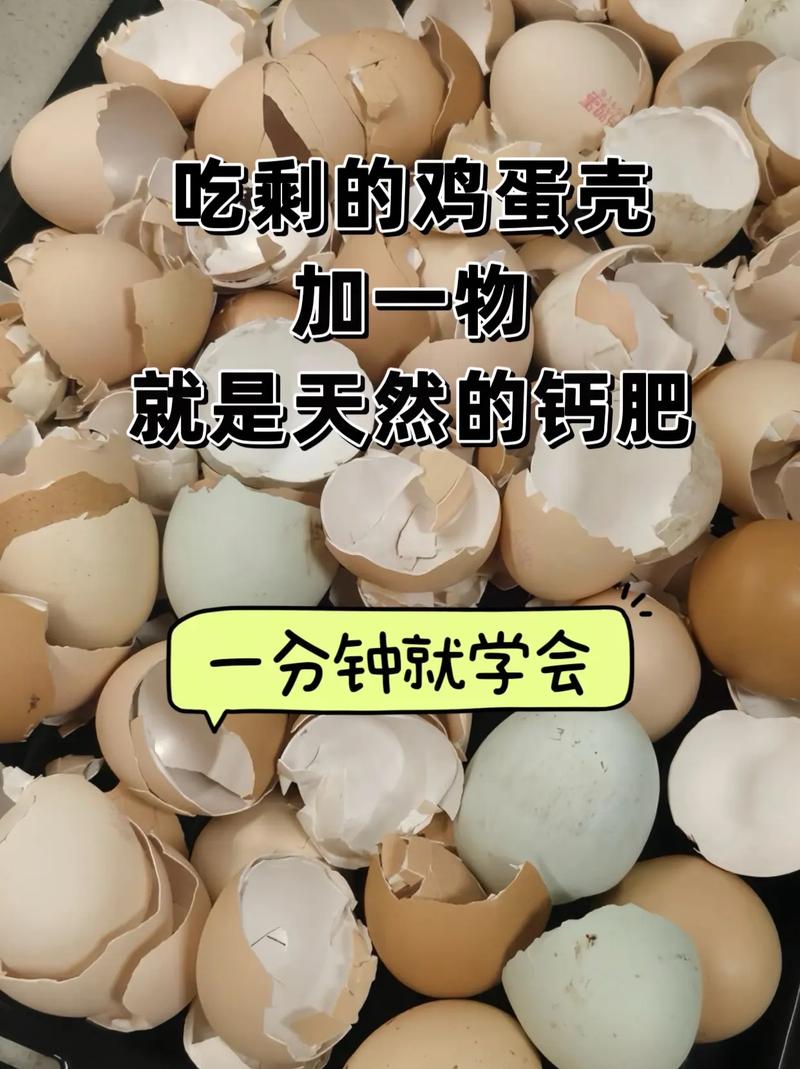 煮熟鸡蛋的壳可以做花肥吗?